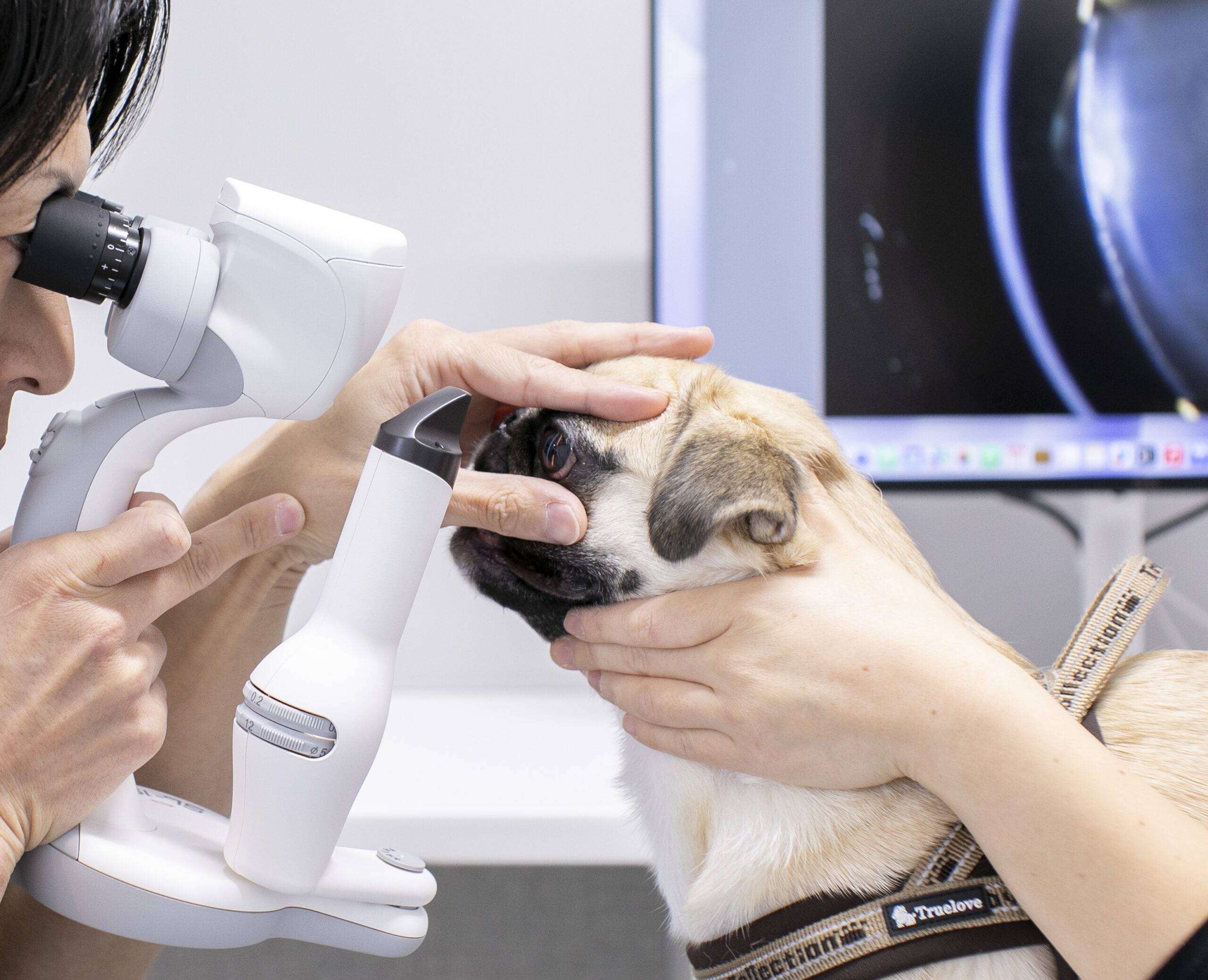 犬猫の目の健康チェックの基本 | ブルーム動物病院